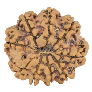 9 Mukhi Rudraksha 26.1mm 4.89gm - Rudraksha back