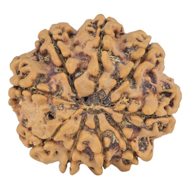9 Mukhi Rudraksha 26.1mm 4.89gm - Rudraksha back