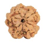 1MK(Underdeveloped) 23.4mm 4.28gm - Rudraksha back