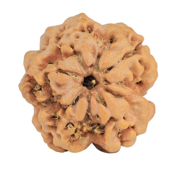 1MK(Underdeveloped) 23.4mm 4.28gm - Rudraksha back