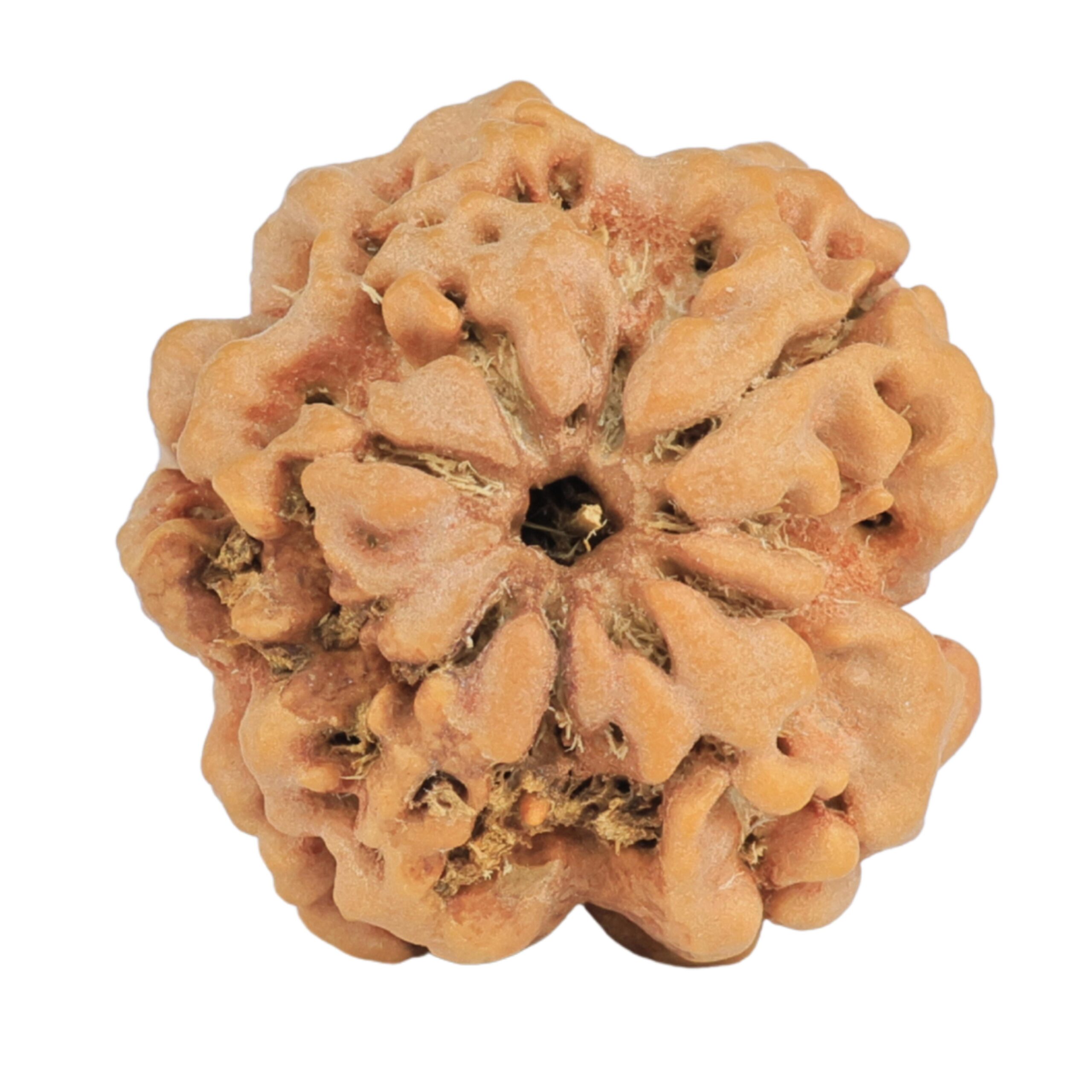 1MK(Underdeveloped) 23.4mm 4.28gm - Rudraksha back