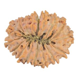 17 Mukhi Rudraksha 28.5mm 4.65gm - Rudraksha back