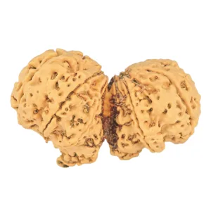 10 Mk Gaurishankar 49.2mm 10.79gm - Rudraksha back
