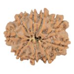 9 Mukhi Rudraksha 25.1mm 4gm - Rudraksha back