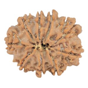 9 Mukhi Rudraksha 25.1mm 4gm - Rudraksha back