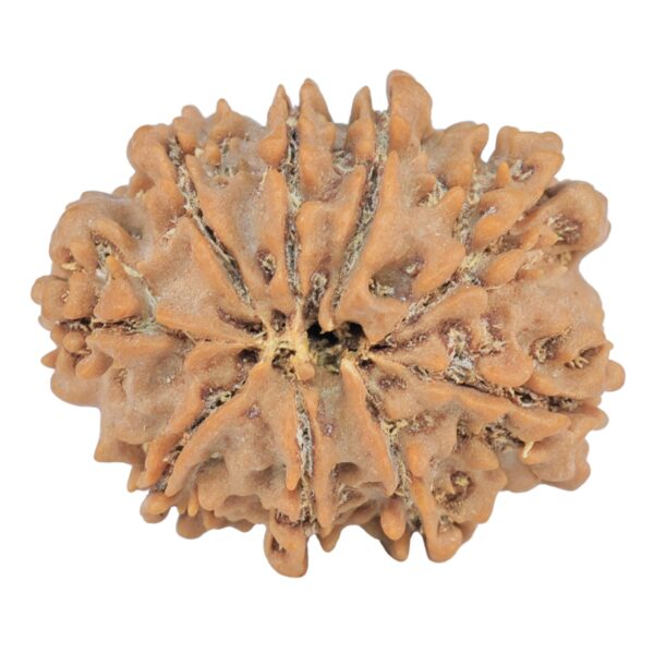 9 Mukhi Rudraksha 25.1mm 4gm - Rudraksha back