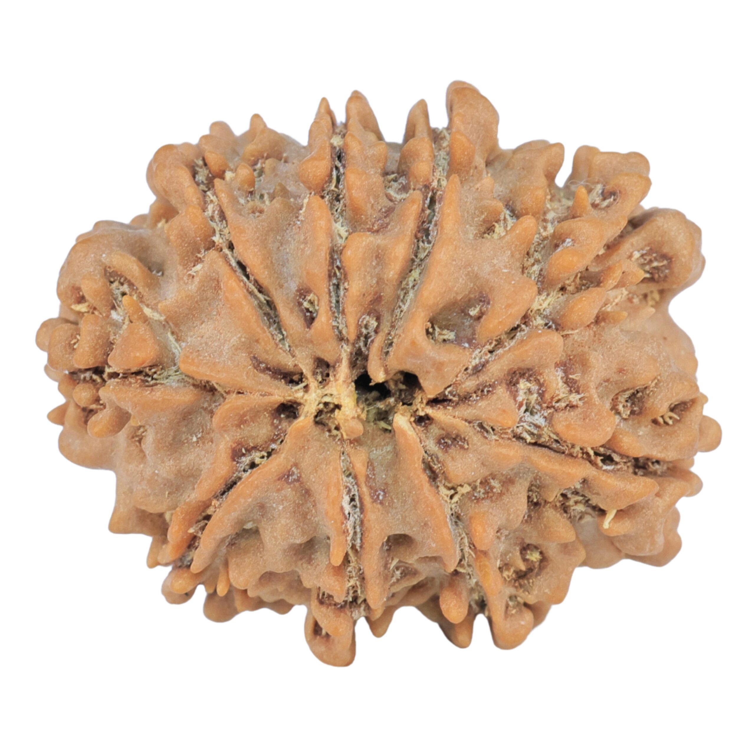 9 Mukhi Rudraksha 25.1mm 4gm - Rudraksha back