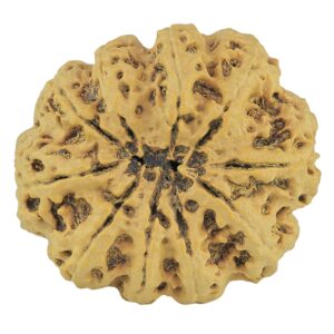 10 Mukhi Rudraksha 36.8mm 10.37gm - Rudraksha back