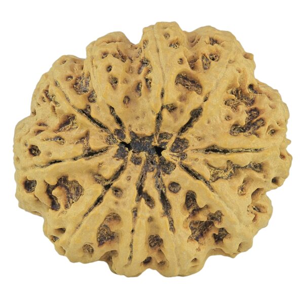 10 Mukhi Rudraksha 36.8mm 10.37gm - Rudraksha back