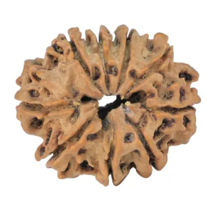 9 Mukhi Rudraksha 25mm 3.39gm - Rudraksha back