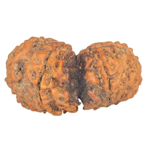 9 MK Gaurishankar 35.4mm 5.76gm - Rudraksha back
