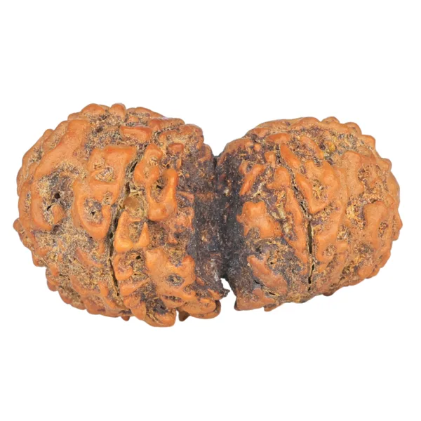 9 MK Gaurishankar 35.4mm 5.76gm - Rudraksha back