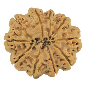 10 Mukhi Rudraksha 29.9mm 6.5gm - Rudraksha back