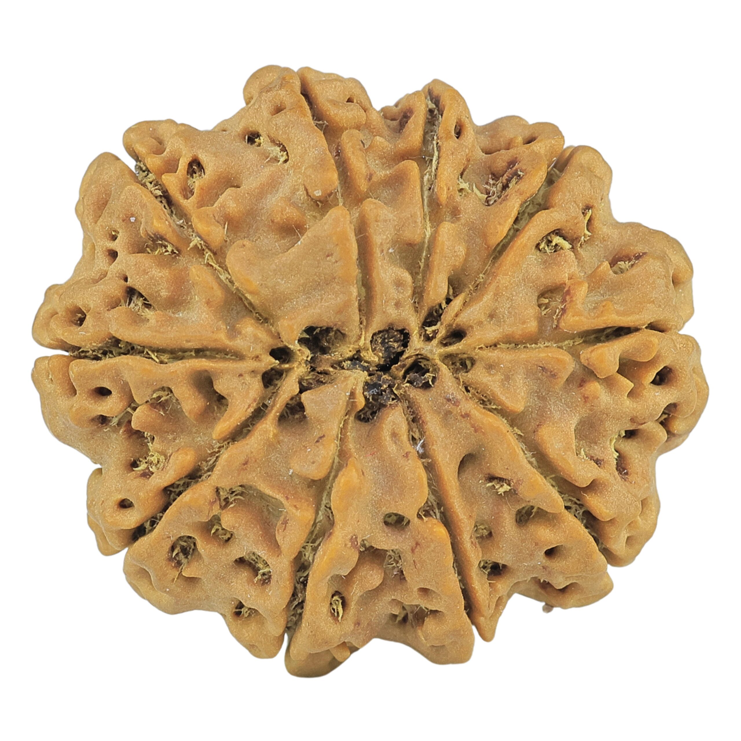 10 Mukhi Rudraksha 29.9mm 6.5gm - Rudraksha back