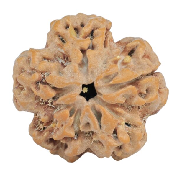 1MK(Underdeveloped) 24.5mm 5gm - Rudraksha back