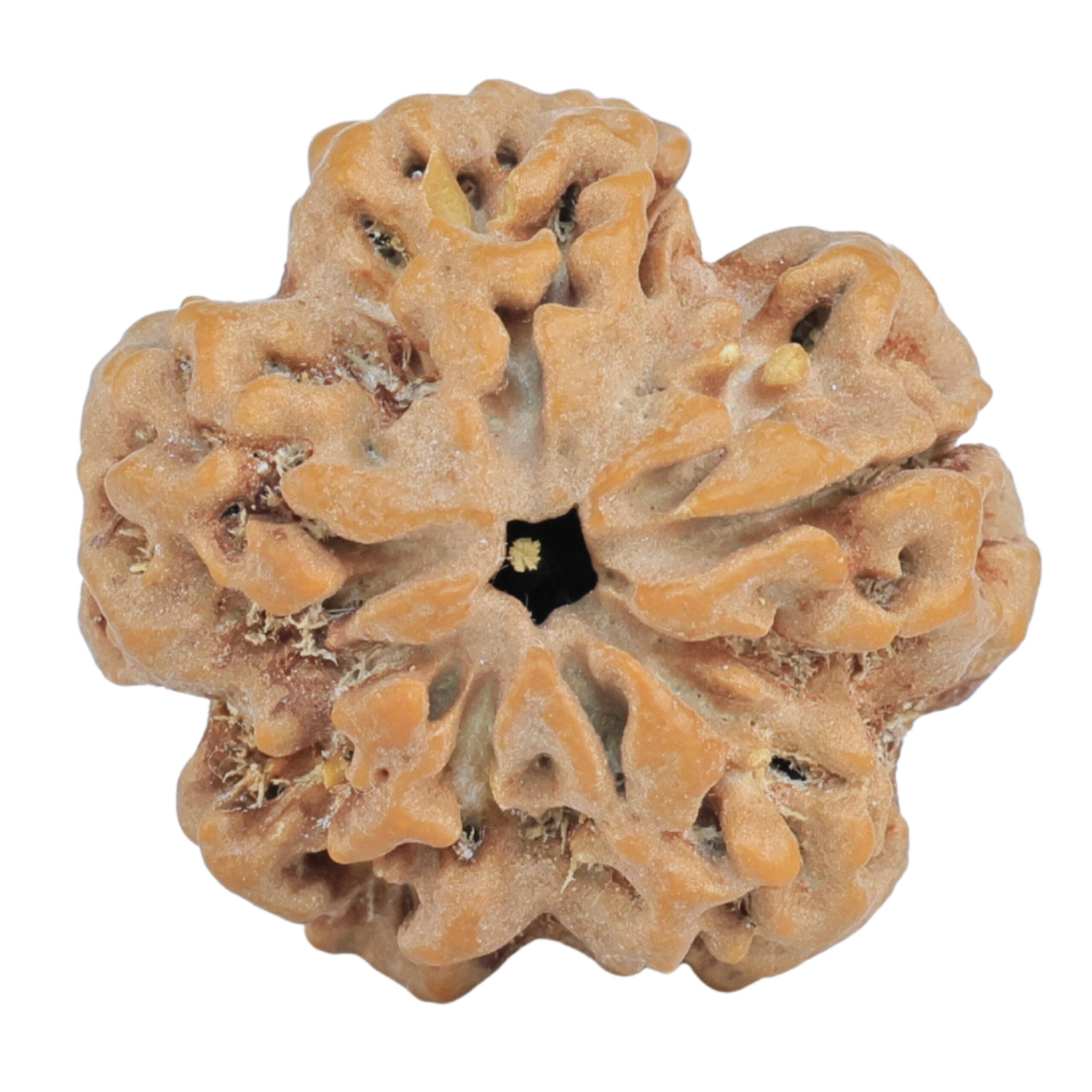 1MK(Underdeveloped) 24.5mm 5gm - Rudraksha back