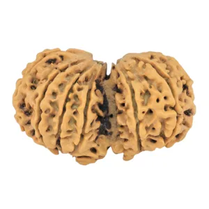 12 MK Gaurishankar 43.2mm 9.79gm - Rudraksha back
