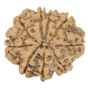 9 Mukhi Rudraksha 25.4mm 4.23gm - Rudraksha back