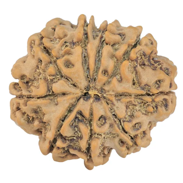 9 Mukhi Rudraksha 25.4mm 4.23gm - Rudraksha back