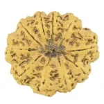 10 Mukhi Rudraksha 36.1mm 8gm - Rudraksha back