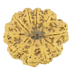 10 Mukhi Rudraksha 36.1mm 8gm - Rudraksha back