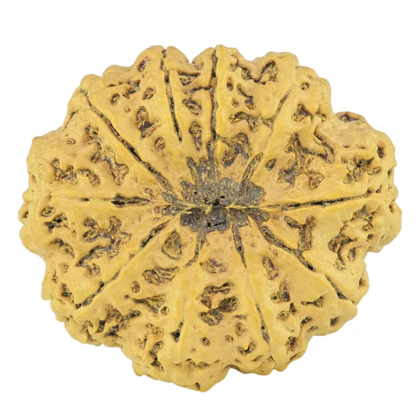 10 Mukhi Rudraksha 36.1mm 8gm - Rudraksha back