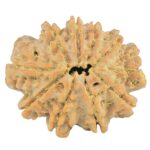 10 Mukhi Rudraksha 28.9mm 5.64gm - Rudraksha back