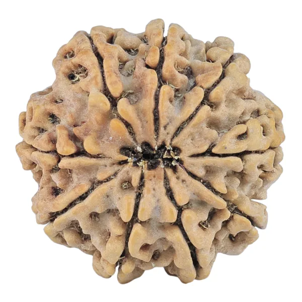 9 Mukhi Rudraksha 27mm 5.53gm - Rudraksha back