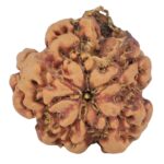 1MK(Underdeveloped) 22.5mm 3.75gm - Rudraksha back