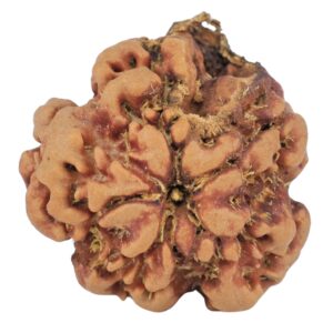 1MK(Underdeveloped) 22.5mm 3.75gm - Rudraksha back