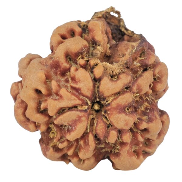 1MK(Underdeveloped) 22.5mm 3.75gm - Rudraksha back
