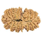 16 MK Gaurishankar 34.8mm 5.92gm - Rudraksha back