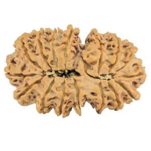 16 MK Gaurishankar 34.8mm 5.92gm - Rudraksha back