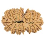 16 Mukhi Gaurishankar 34.8mm 5.92gm - Rudraksha back