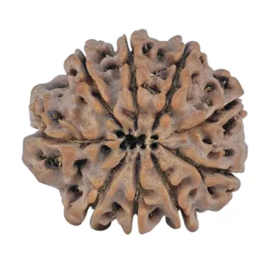 9 Mukhi Rudraksha 24.8mm 4.64gm - Rudraksha back