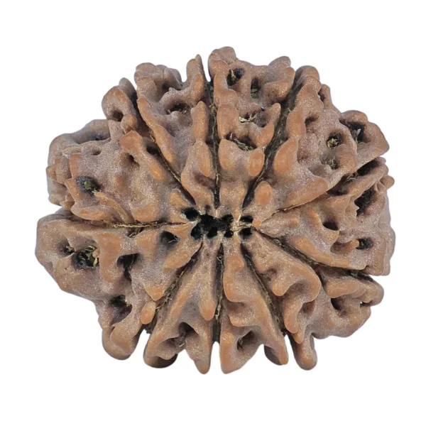9 Mukhi Rudraksha 24.8mm 4.64gm - Rudraksha back
