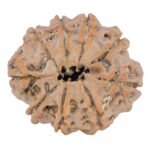9 Mukhi Rudraksha 25.7mm 4.32gm - Rudraksha back