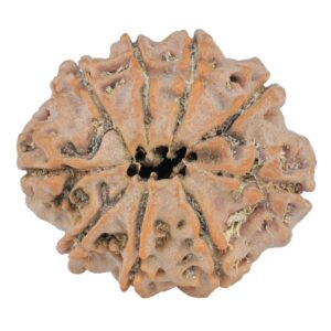 9 Mukhi Rudraksha 25.7mm 4.32gm - Rudraksha back