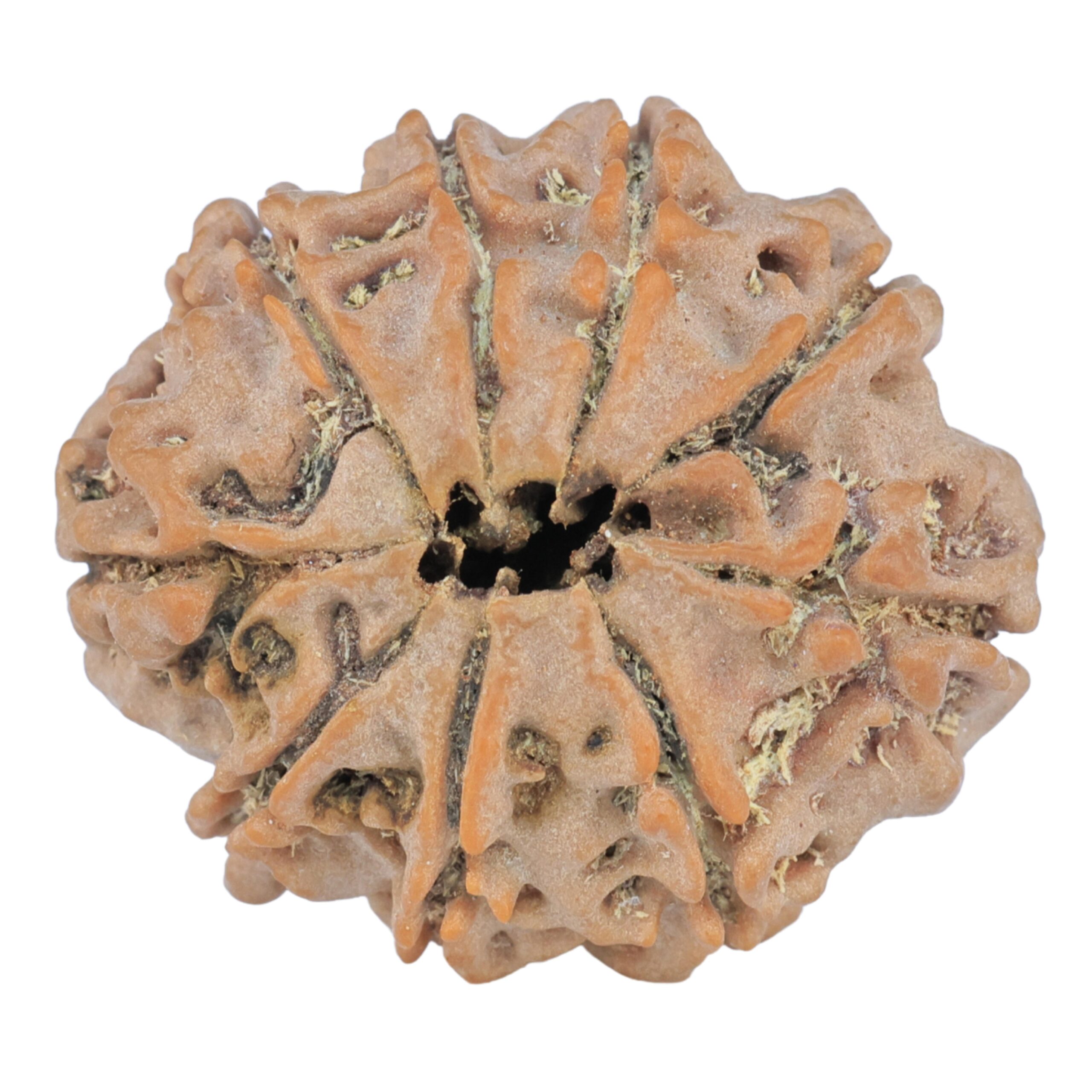 9 Mukhi Rudraksha 25.7mm 4.32gm - Rudraksha back