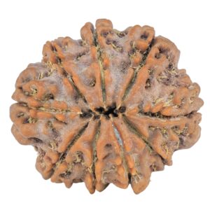 9 Mukhi Rudraksha 25mm 4.23gm - Rudraksha back