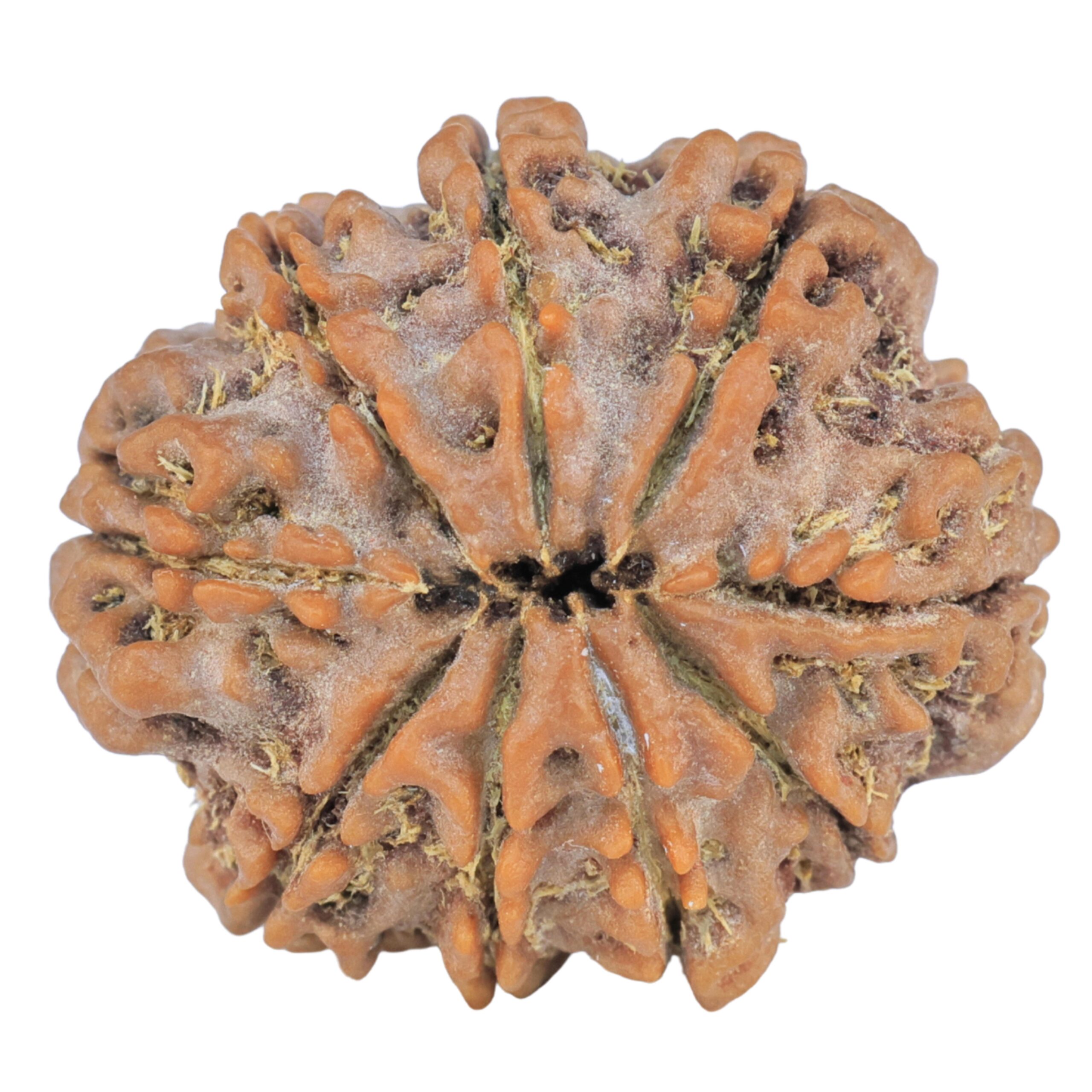 9 Mukhi Rudraksha 25mm 4.23gm - Rudraksha back