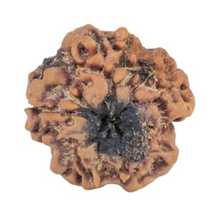 1MK(Underdeveloped) 23.6mm 4.14gm - Rudraksha back