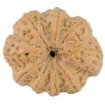 9 Mukhi Rudraksha 29.2mm 6.74gm - Rudraksha back