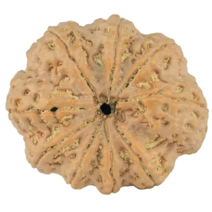 9 Mukhi Rudraksha 29.2mm 6.74gm - Rudraksha back