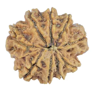 9 Mukhi Rudraksha 25.5mm 5.33gm - Rudraksha back