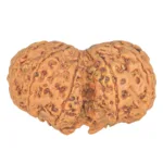 9 MK Gaurishankar 39mm 9.88gm - Rudraksha back