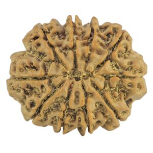 10 Mukhi Rudraksha 28mm 5.4gm - Rudraksha back