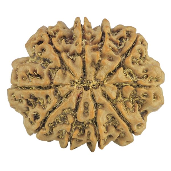 10 Mukhi Rudraksha 28mm 5.4gm - Rudraksha back