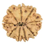 9 Mukhi Rudraksha 26.3mm 3.77gm - Rudraksha back