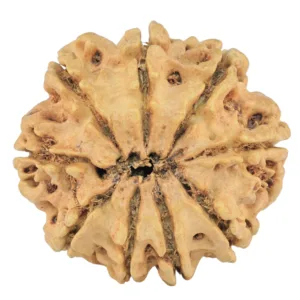 9 Mukhi Rudraksha 26.3mm 3.77gm - Rudraksha back